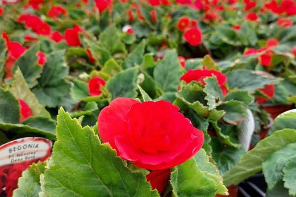 image of Begonia flowers in LiffeyVale Nurseries