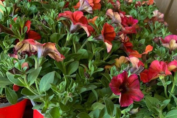 image of flowers growing in our nursery - LiffeyVale Nurseries