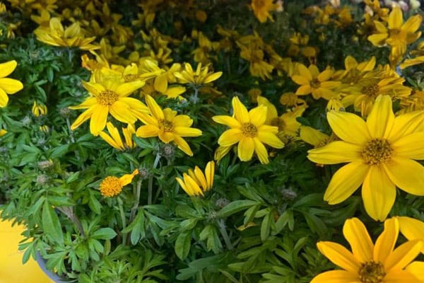 image of flowers growing in our nursery - LiffeyVale Nurseries