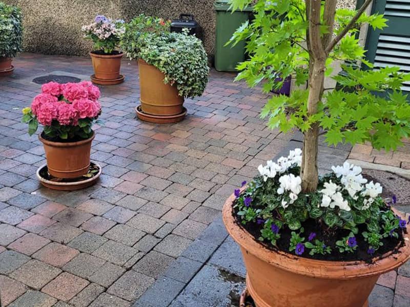 image of potted trees and shrubs in hotel courtyard