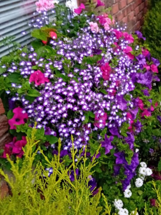 Liffey Vale Nurseries Floral Displays - Office entrance