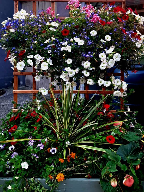 Liffey Vale Nurseries Floral Displays - Pub courtyard filled with flowers